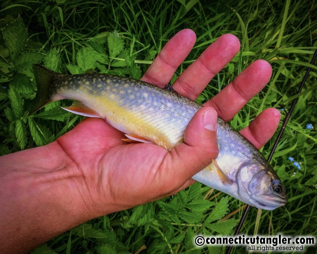 Brook trout from the Castleton River caught in 2013.
